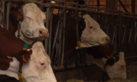Dermatose en Savoie: près de 300 personnes mobilisées pour empêcher l'abattage d'un troupeau
