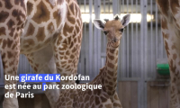 Naissance d'une girafe au parc zoologique de Paris, une première depuis 2019