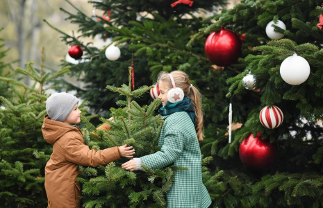 Conso : comment les Français choisissent-ils leur beau sapin de Noël ?